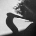 Charles Pheasant Photo 3