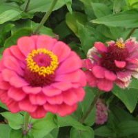 Faye Johnson Photo 28