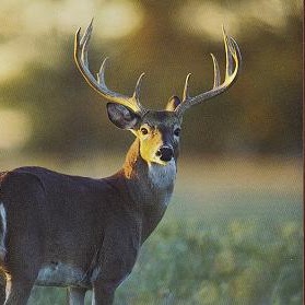 Dennis Booth Photo 21