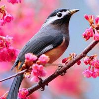 Carol Herman Photo 21