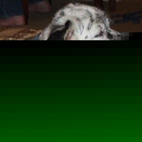 Cynthia Petty Photo 18