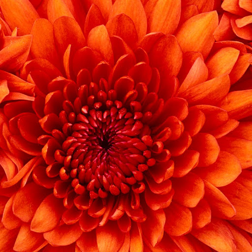 Teresa Macias Photo 9