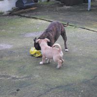 Alison Burgess Photo 3