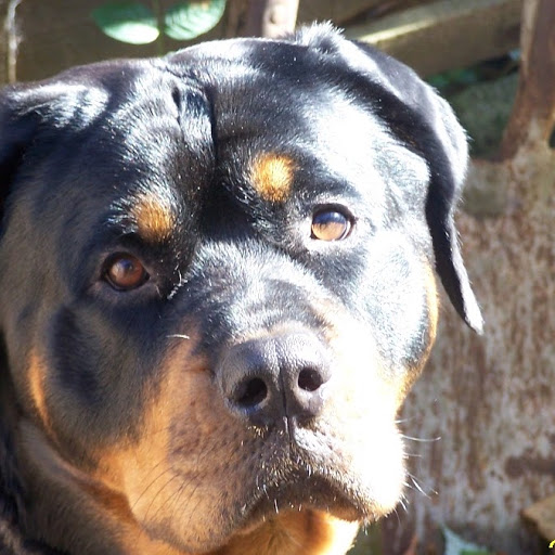 David Sayles Photo 27