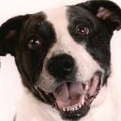 George Toppa Photo 2