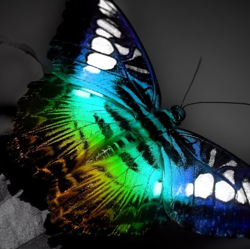 Patricia Lang Photo 20