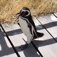 Jan Alexander Photo 16