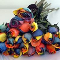 Anna Quiroz Photo 15