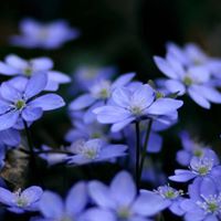 Roberta Fox Photo 11