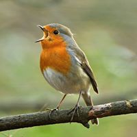Robin Peel Photo 12