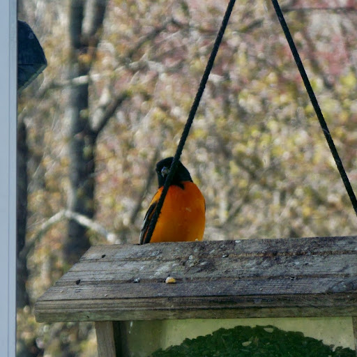 Kathleen Babcock Photo 26