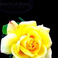 Theresa Fryer Photo 7