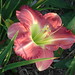 Sue Carpenter Photo 16
