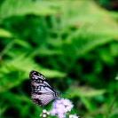 Cheung Ho Photo 17