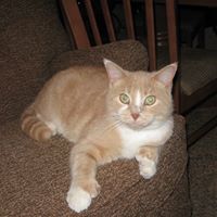 Candace Fox Photo 36