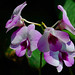 Sabah Ahmed Photo 16