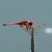 Chris Soares Photo 35