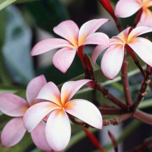 Debra Schwartz Photo 22