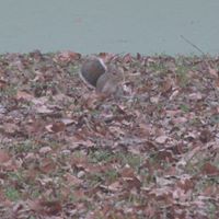 Tracie Hood Photo 11