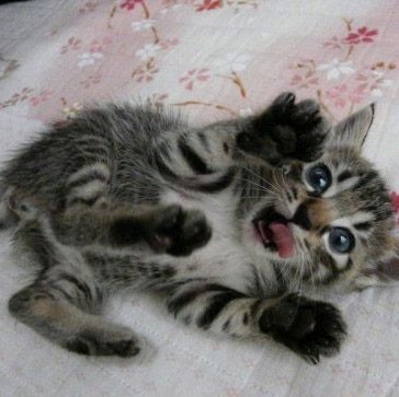 Kathleen Landis Photo 15