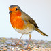 Robin Fisher Photo 22