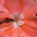 Laurel Rose Photo 36