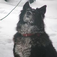 Rodney Collier Photo 15