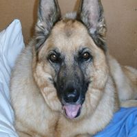 Terrance Howell Photo 10