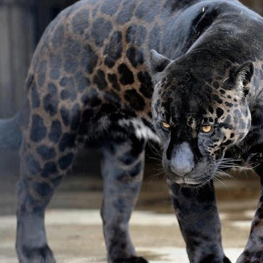 Sherry Kelley Photo 13