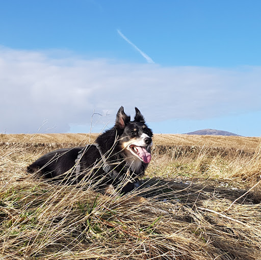 Susan Kenny Photo 36