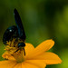 Matthew Bee Photo 3