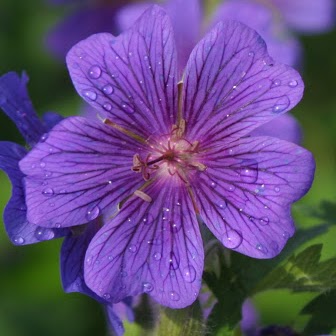 Laura Bates Photo 36 Laura Bates Photo 36