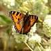 Steven Young Photo 8