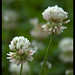 Anna Comstock Photo 7