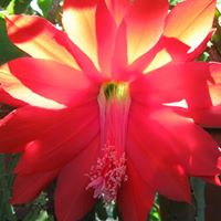 Nancy Hearn Photo 19