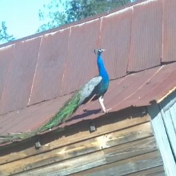 Shirlene Mitchell Photo 3