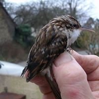 Julian Francis Photo 29