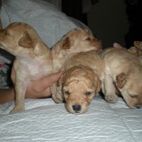 Henrietta Moore Photo 23 Henrietta Moore Photo 23