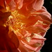 Patricia Austin Photo 14