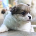 Angel Trieu Photo 9