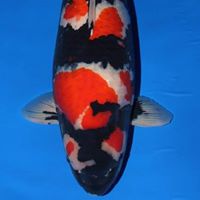 Adrian Graham Photo 18