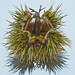 Julie Chestnut Photo 26