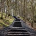 David Nash Photo 36