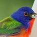 Debra Call Photo 22