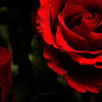 Francis Rose Photo 21