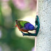 Debra Peek Photo 22