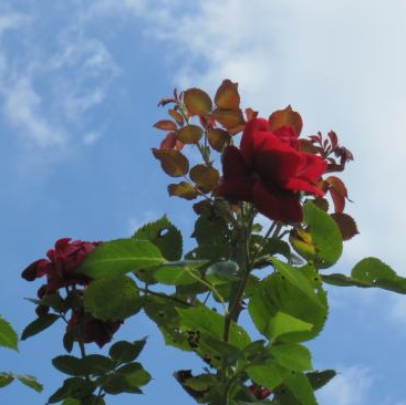 Sarah Dietz Photo 16