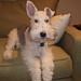 Harry Fox Photo 9