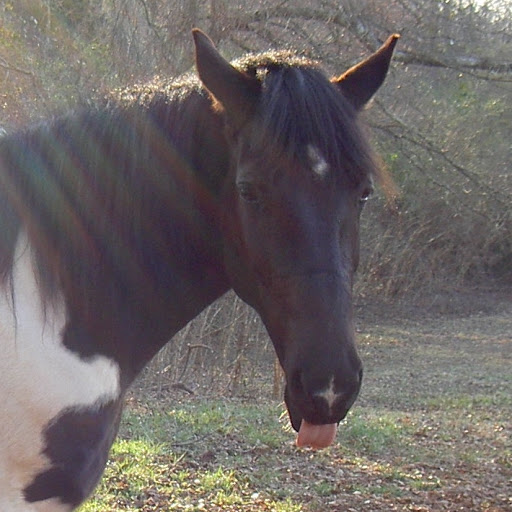 Suzanne Carr Photo 14