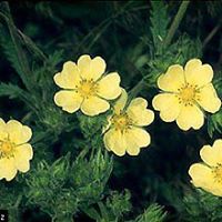 Suzanne Barbara Photo 26